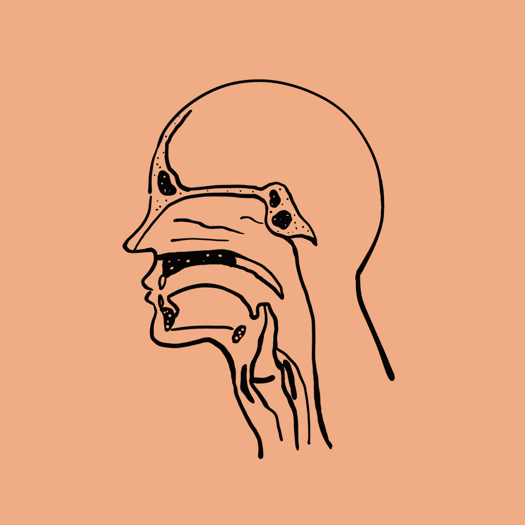 Everything You Need to Know About the Human Voice: Key Insights and Concepts