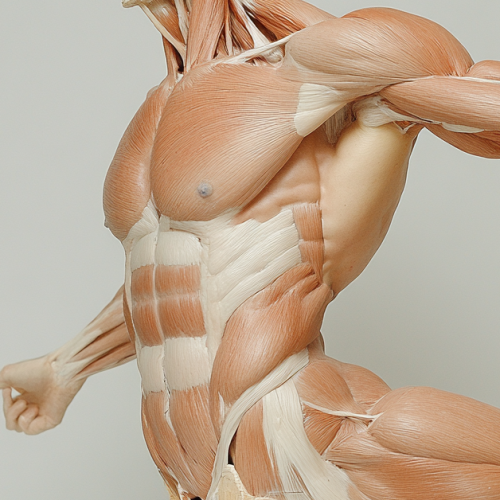 torso_inner_muscle